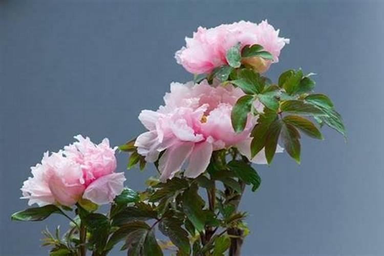 栀子花牡丹花怎么养？