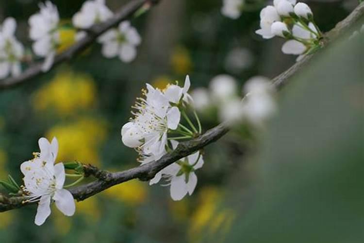 李子树光开花不结果怎么办