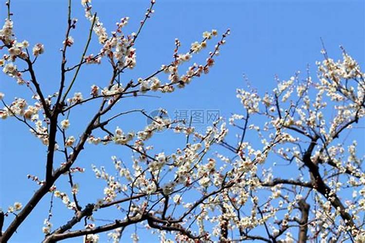 葡萄膨大期用水雾机喷粉的药水会不会污染果面？
