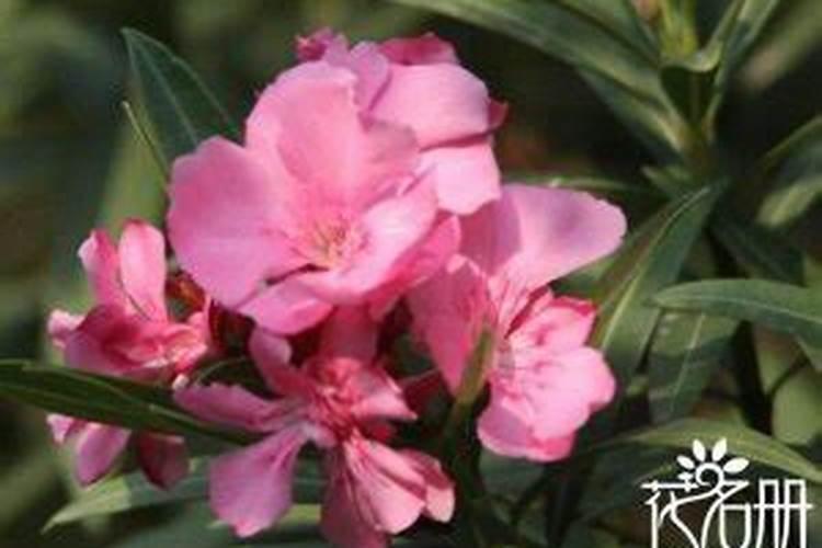 玉竹的施肥方法