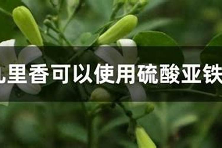 九里香用什么肥
