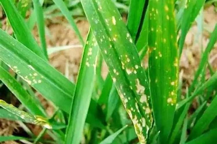 小麦打除草剂发黄了怎么办 打除草剂什么时间好
