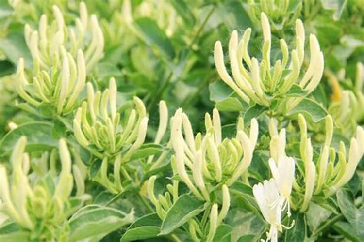 金银花开花前十天还能喷雾硼肥叶面肥吗？