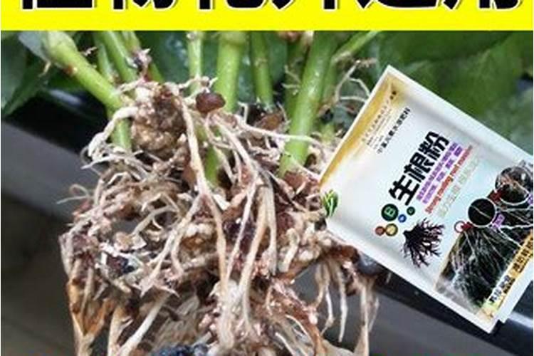 茶叶发酵后能做肥料吗