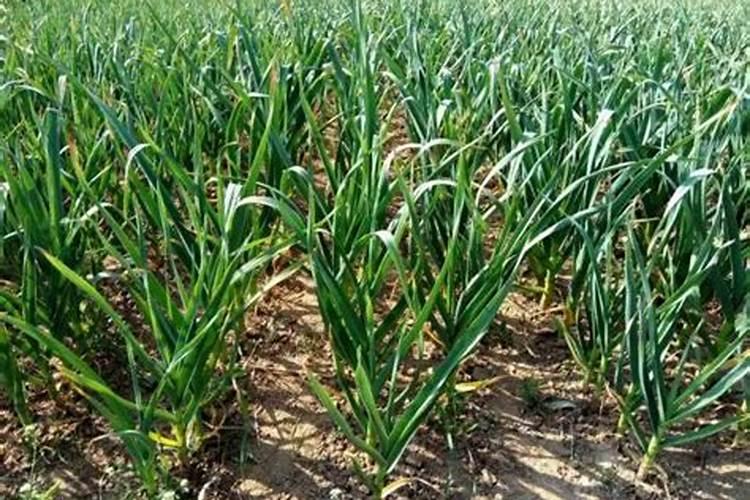 大蒜出苗后施肥注意事项