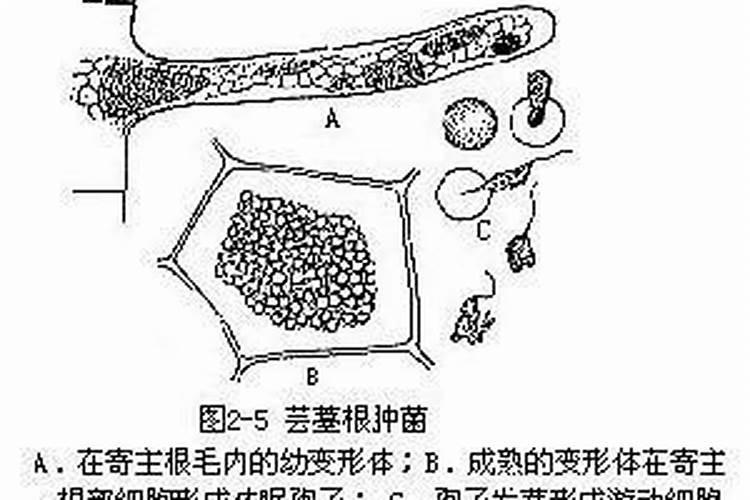 治草莓根腐病的特效药
