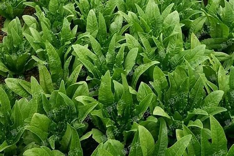 叶菜类蔬菜的施肥方法