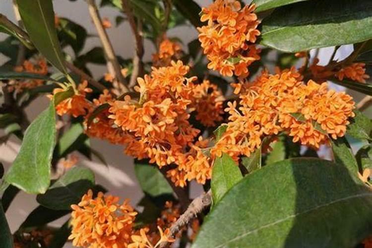桂花树施什么肥料最好
