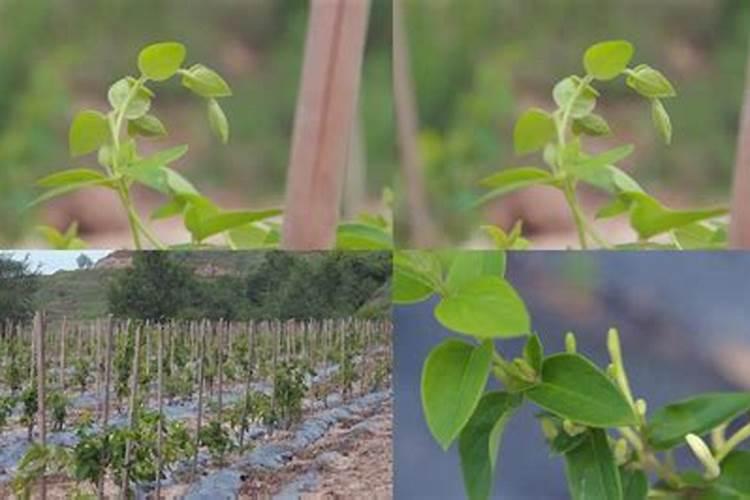金银花的种植方法及田间管理技术事项