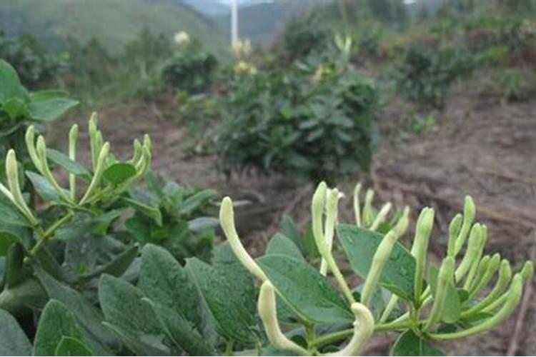 金银花种植技术与管理