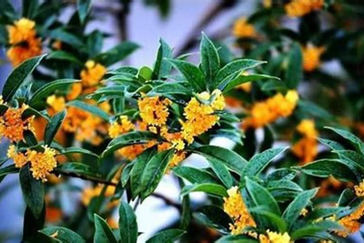 桂花树专用肥有哪些 施肥注意事项