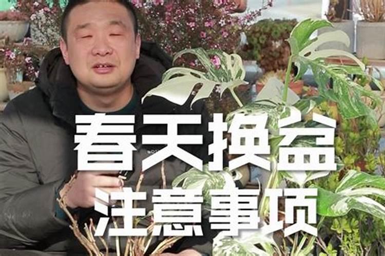 菊花移盆后要浇水吗