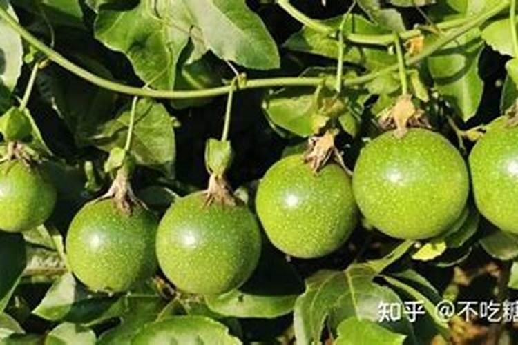 百香果怎么促花芽分化