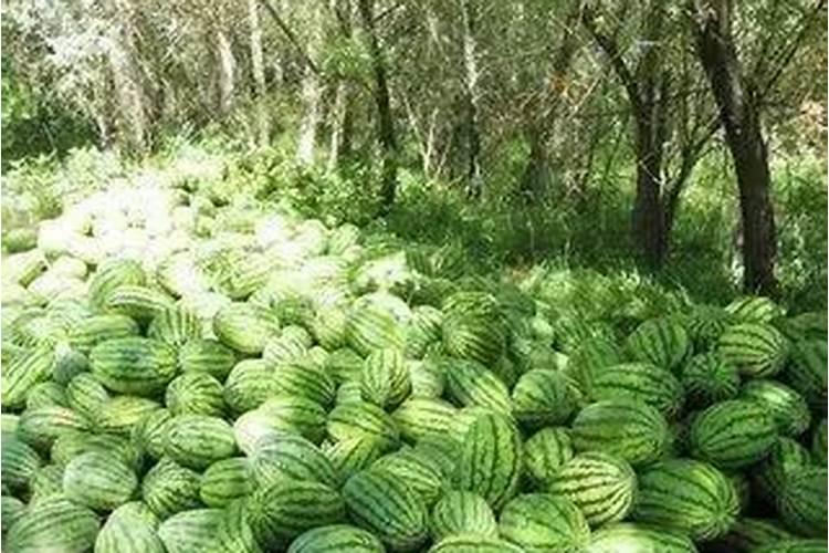 西瓜膨果期用什么肥料