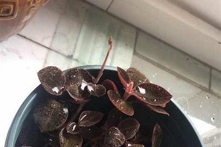 种金线莲要用什么肥好