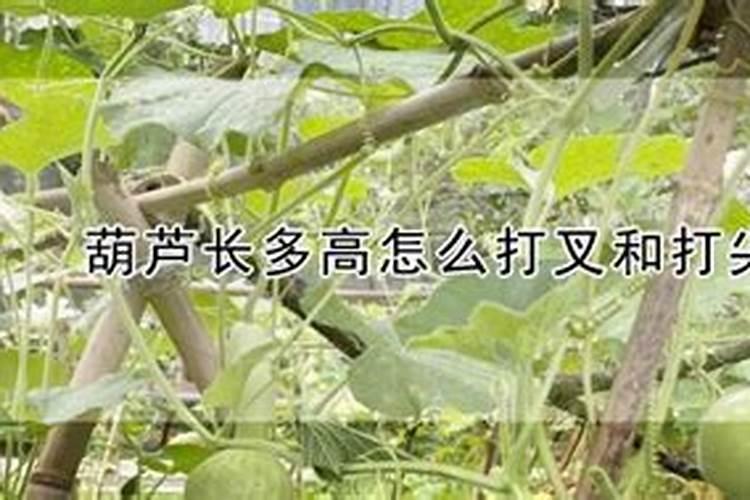种小葫芦需要多大的盆？应该施些什么肥料好？