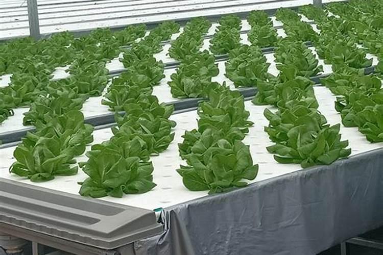 西红柿定值一个月可以冲施矿源黄腐酸和纯磷吗？