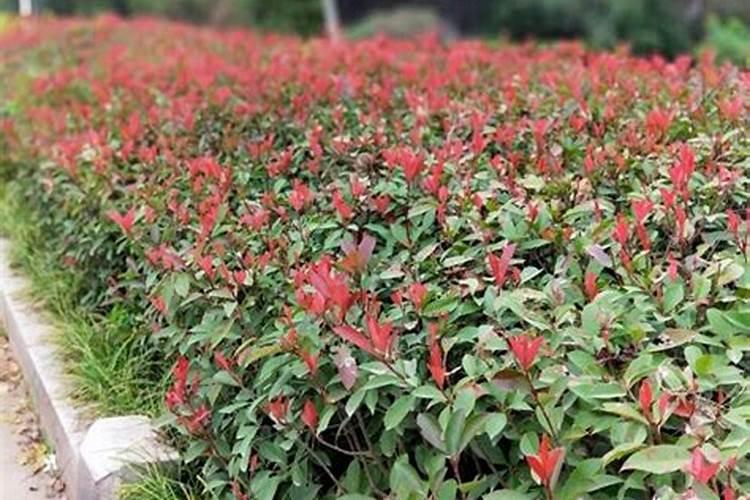 红叶石楠怎样种植成活率高