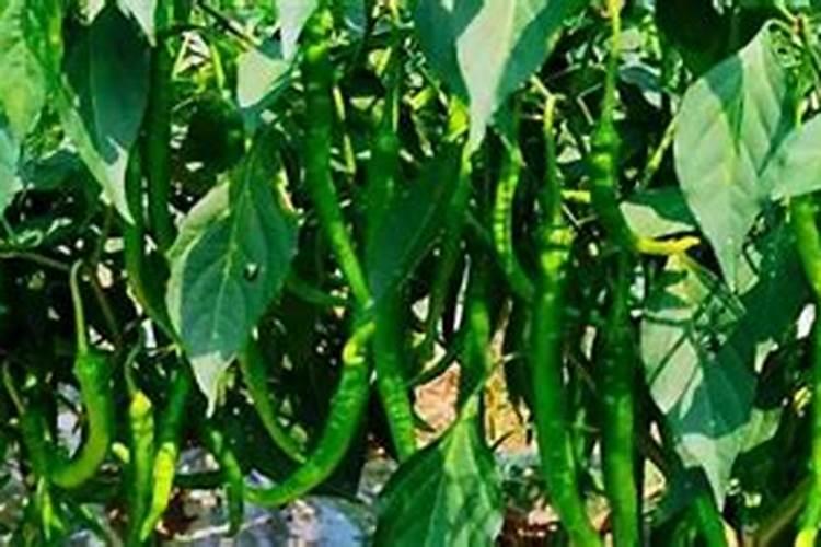 为什么夏天种植辣椒要补硼？硼有什么用？