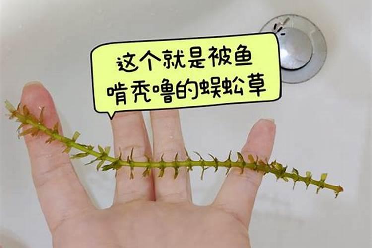 室内肾蕨的养护方法