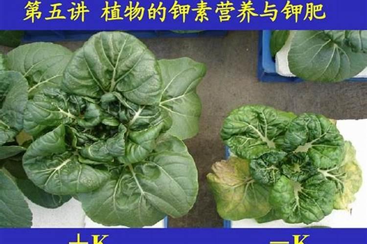 缺钾有哪些症状？