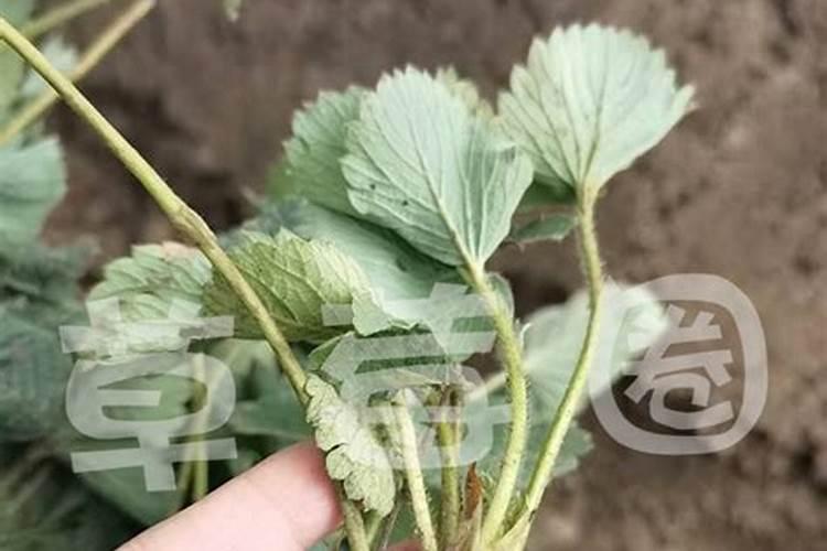 草莓用什么肥料最好