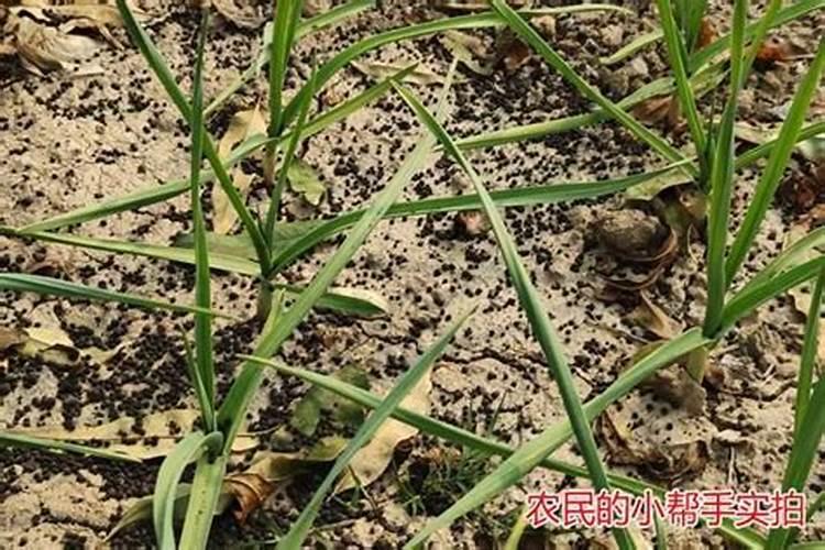 大蒜增产小妙招