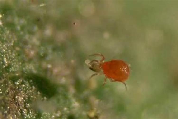 怎样养茉莉花？