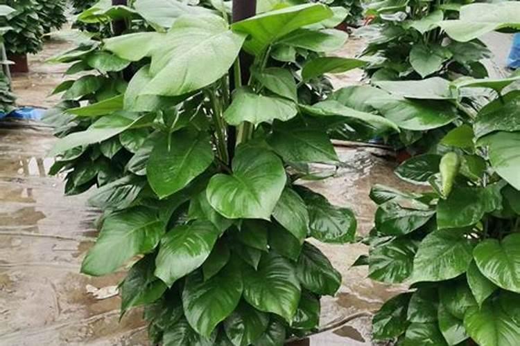 怎么给绿萝施肥