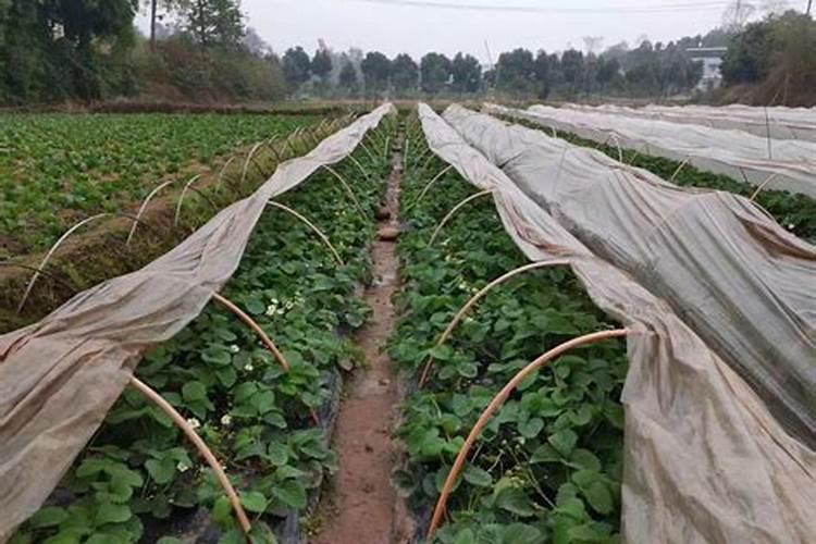 艾诺丰农药抗冻么