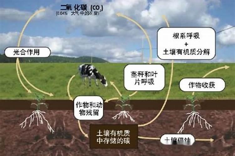高钾肥料有哪些