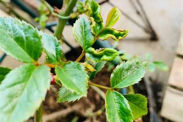 植物缺铁的症状是什么？