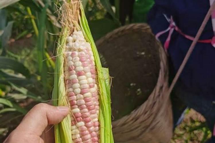 玉米追肥用什么肥好