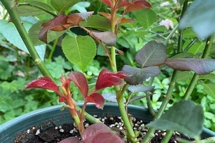 要想月季花快速冒笋芽该怎么养护