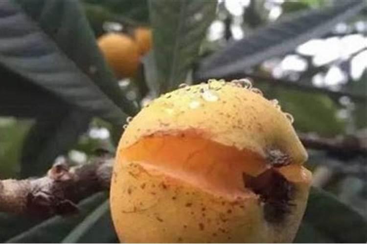 枇杷所需哪些肥
