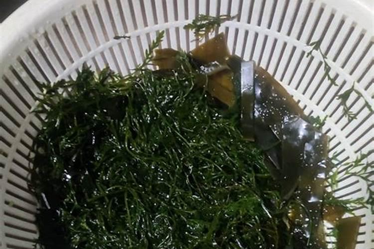 马尾藻的农用价值