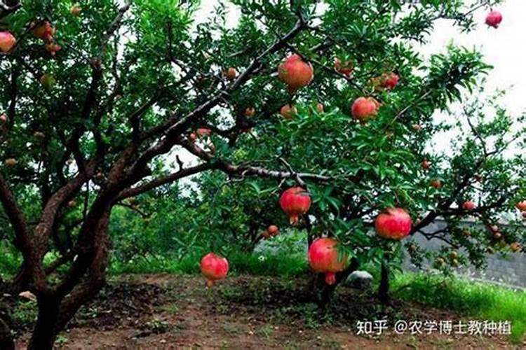 石榴树的管理？