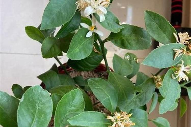 柠檬树开花结果后如何管理？