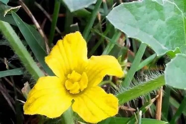 西瓜出现杀菌剂药害可以补救吗