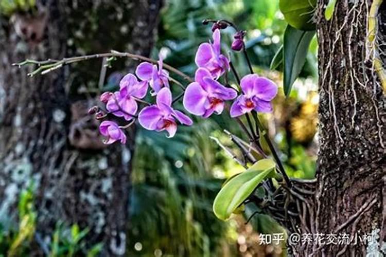 蝴蝶兰施什么肥？