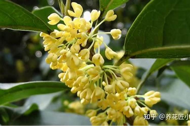盆栽桂花施什么肥最好