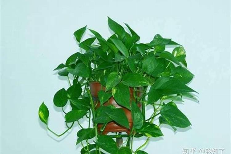 杨梅树施什么肥