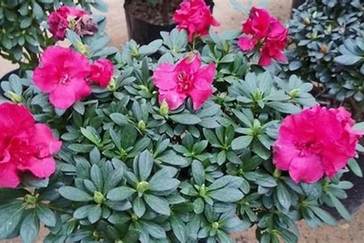 杜鹃花怎样施肥 施什么肥比较好