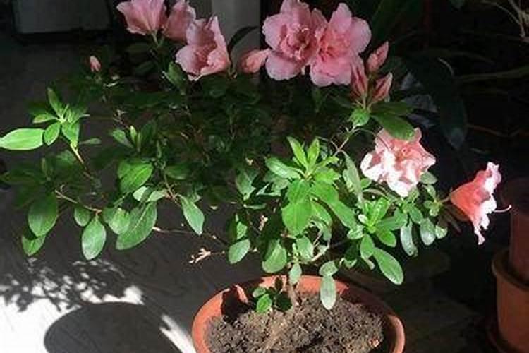 杜鹃花施什么肥料