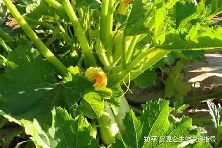 葫芦挂果后施什么肥