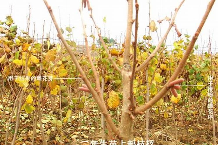 春季野生榛子施什么肥,什么时候施