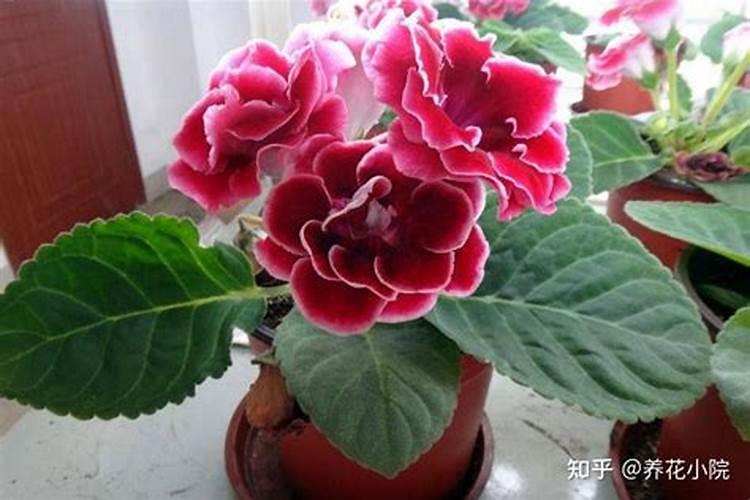 阳光玫瑰葡萄开花的时候能不能打叶面肥？