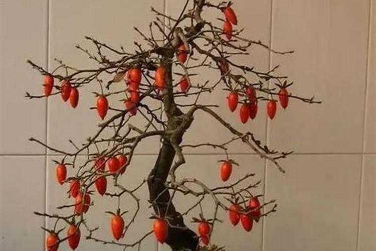 老鸦柿如何施硼肥