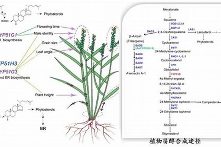 芸苔素14,24,28的区别是什么？