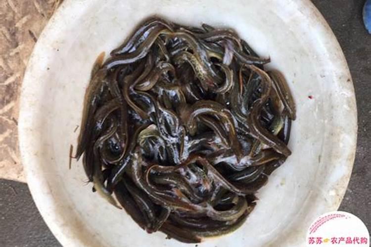 泥鳅怎么养